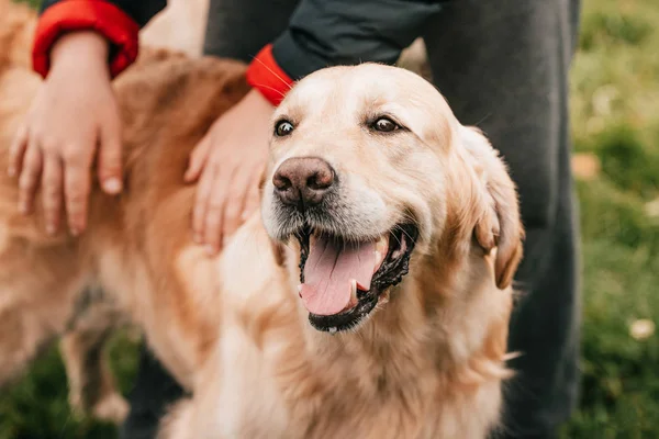 Child stroking golden retriever — Stock Photo, Image