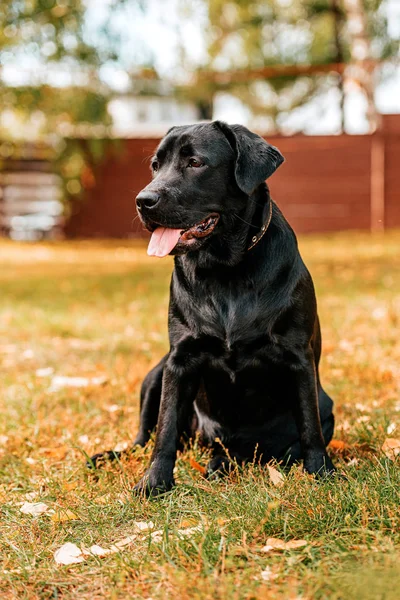 Fekete Labrador Egy Őszi Táj — Stock Fotó