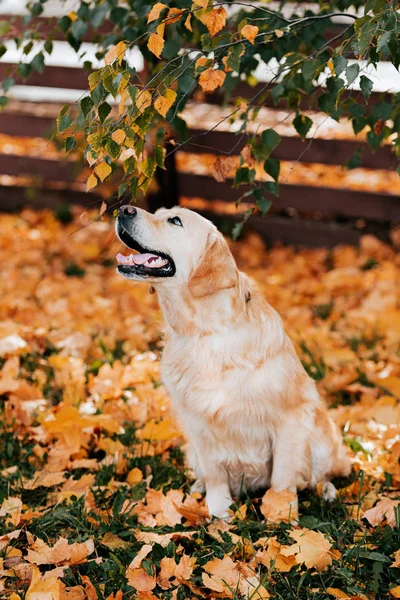 Sonbahar yapraklarında golden retriever