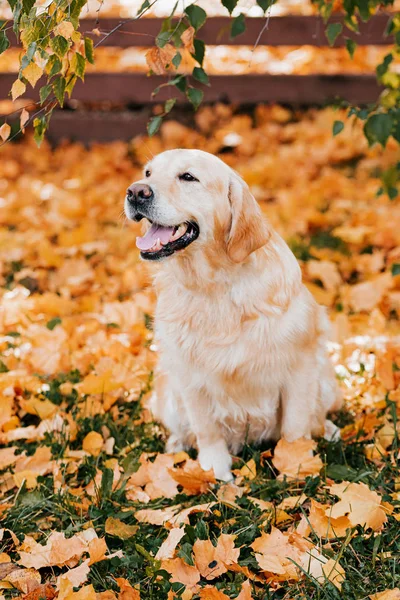 Golden retriever dans les feuilles d'automne — Photo