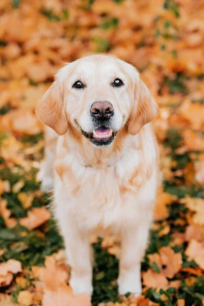 Sonbahar yapraklarında golden retriever