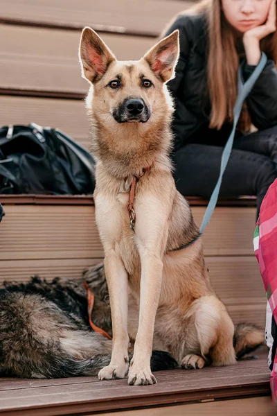 Un cane senzatetto shaggy è in attesa di un attaccamento — Foto Stock