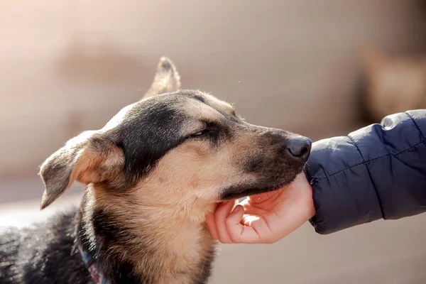 Adam sokak köpeğini okşuyor.