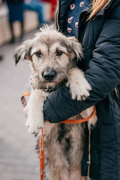 Un cane senzatetto shaggy è in attesa di un attaccamento — Foto Stock