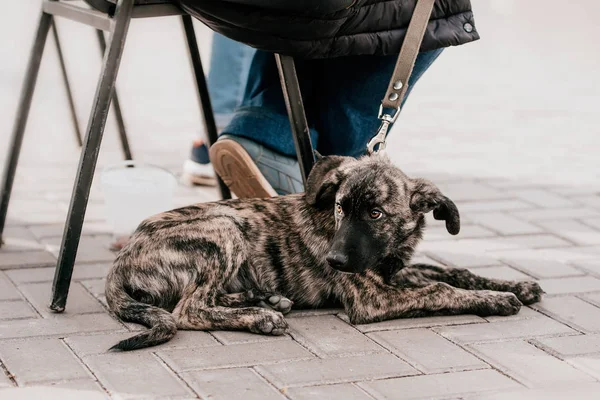 Cane Senzatetto Shaggy Attesa Attaccamento — Foto Stock