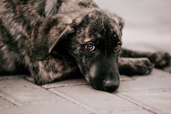 Evsiz, tüylü bir köpek bağlanmayı bekliyor.