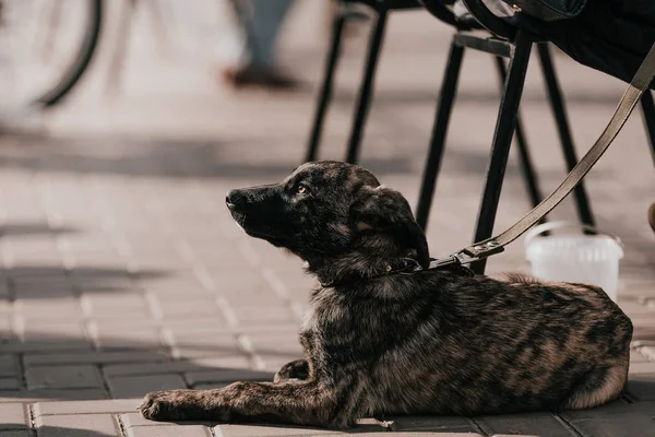Bezdomny Kudłaty Pies Czeka Przywiązanie — Zdjęcie stockowe