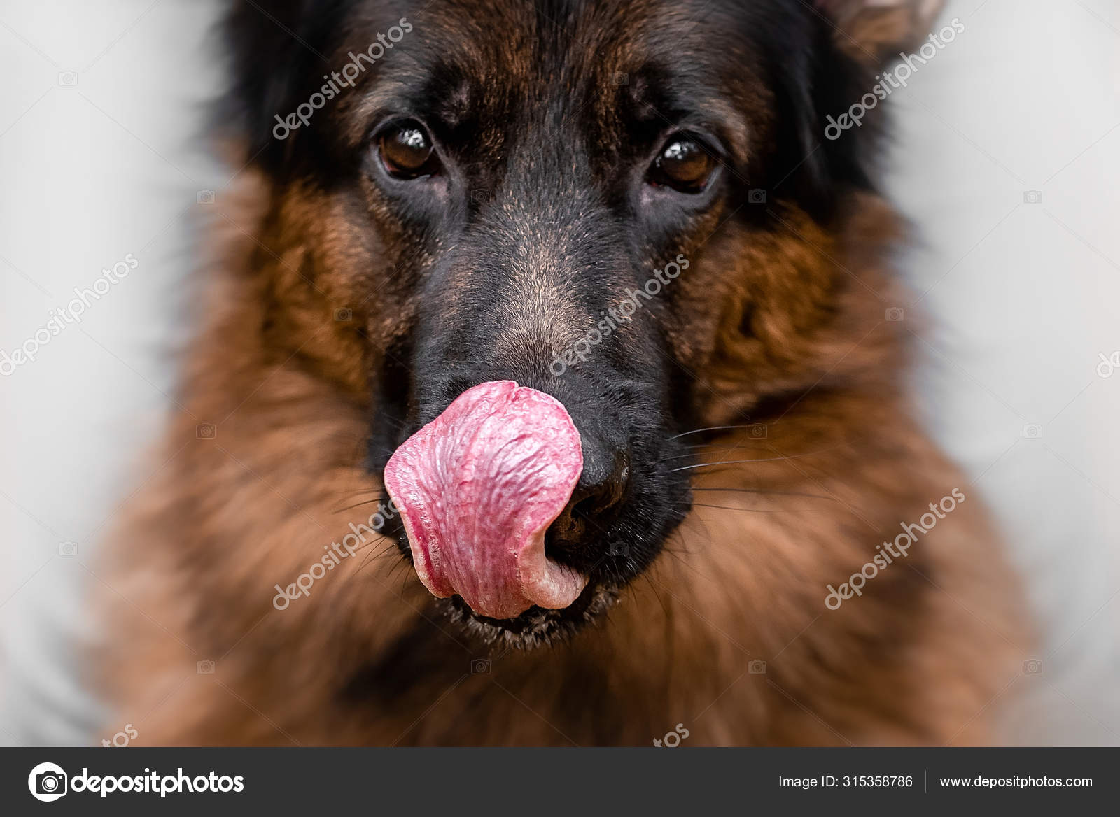 Do German Shepherds Lick Their Lips When You Pet Them
