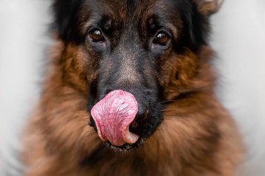 Alman çoban köpeği dudaklarını yalıyor