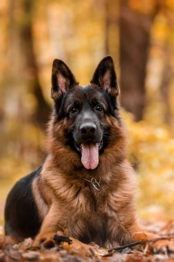 Sokakta Alman çoban köpeği portresi