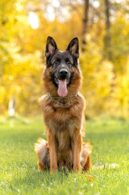 Alman çoban köpeği sahada oturuyor.