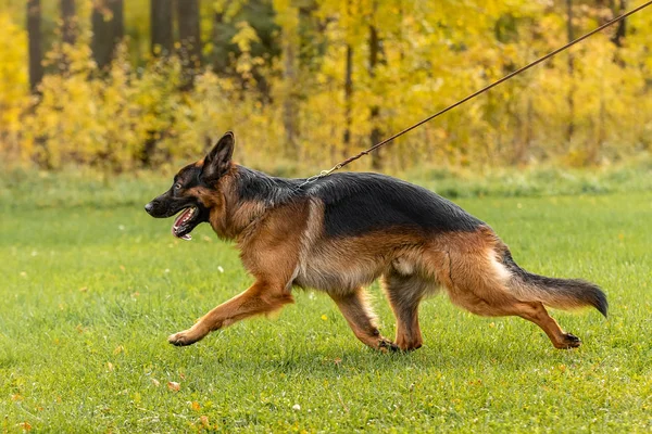 German shepherd runs across the field — Stock Photo, Image