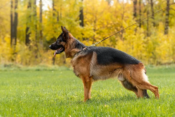 German shepherd runs across the field — Stock Photo, Image