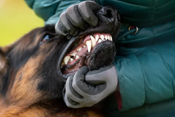Alman çoban köpeği ısırıyor.