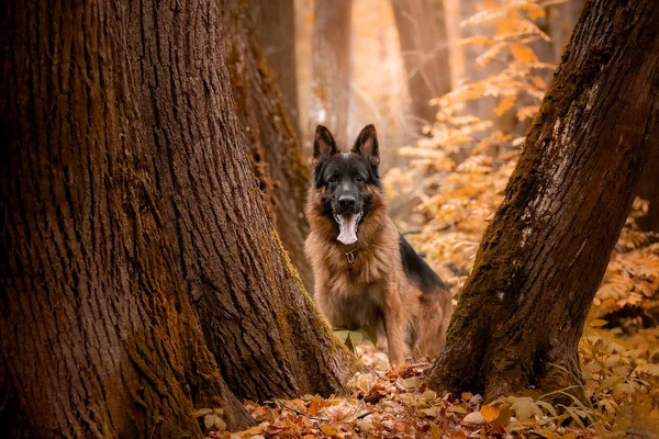 German shepherd stands by a tree in the autumn forest