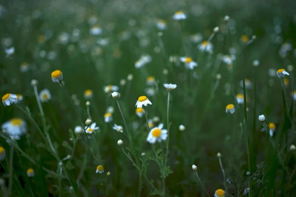 Ampio Campo Matricaria Chamomilla Recutita Noto Come Camomilla Camomilla Mayweed — Foto Stock