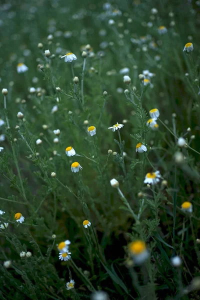 Amplo Campo Matricaria Camomilla Recutita Conhecido Como Camomila Camomila Maconha — Fotografia de Stock