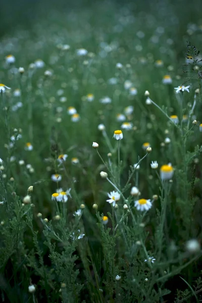 Amplo Campo Matricaria Camomilla Recutita Conhecido Como Camomila Camomila Maconha — Fotografia de Stock