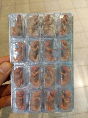 Su toplayan beyaz donmuş ölü fareler, yeni doğmuş çıplak yavrular yılanlar ve sürüngenler için.