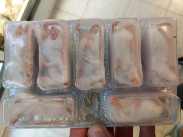 Genç, orta büyüklükteki donmuş ölü fare sürüsü yılanlar ve sürüngenler için.