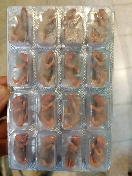 Embalagem Blister Ratos Brancos Congelados Alimentadores Mortos Filhotes Recém Nascidos — Fotografia de Stock