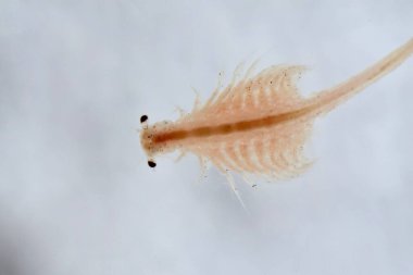 Artemia Salina 'nın süper makrosu 100 milyon yıllık tuzlu su karidesi, su kabukluları..