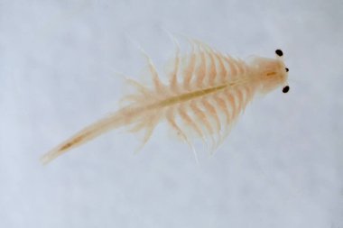 Artemia Salina 'nın süper makrosu 100 milyon yıllık tuzlu su karidesi, su kabukluları..