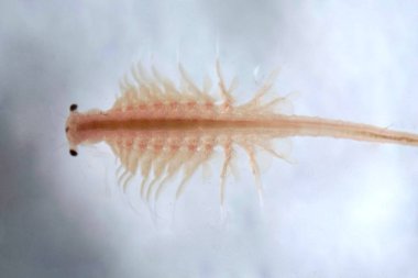 Artemia Salina 'nın süper makrosu 100 milyon yıllık tuzlu su karidesi, su kabukluları..