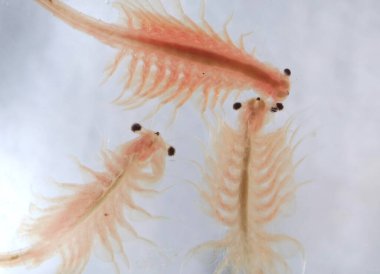 Artemia Salina 'nın süper makrosu 100 milyon yıllık tuzlu su karidesi, su kabukluları..