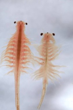 Artemia Salina 'nın süper makrosu 100 milyon yıllık tuzlu su karidesi, su kabukluları..