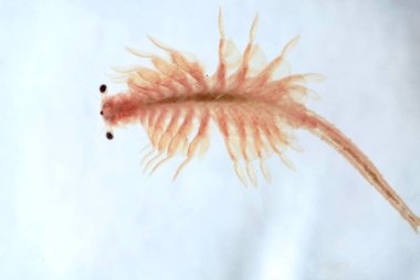 Artemia Salina 'nın süper makrosu 100 milyon yıllık tuzlu su karidesi, su kabukluları..