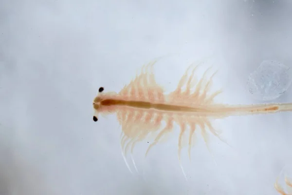What Are Sea Monkeys? Say Hello To The World's Second Easiest Pet