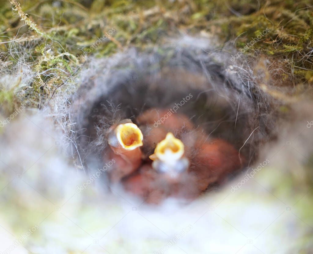  Close up of four little Great tit (Parus major) baby birds in nest, freshly hatched about 2 days old.      