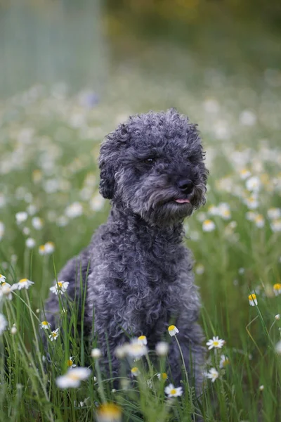 Retrato Lindo Perro Caniche Plata Gris Año Edad Con Peluche — Foto de Stock