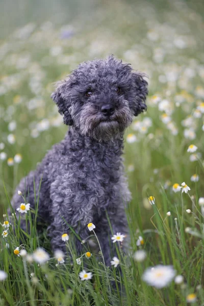 Retrato Lindo Perro Caniche Plata Gris Año Edad Con Peluche — Foto de Stock