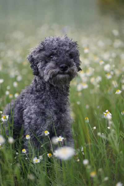 Portrait Mignon Chien Caniche Argent Couleur Grise Coupé Peluche Dans — Photo