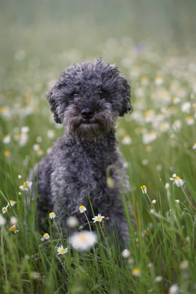 Retrato Lindo Perro Caniche Plata Gris Año Edad Con Peluche — Foto de Stock