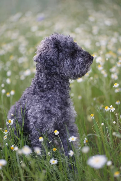 Retrato Lindo Perro Caniche Plata Gris Año Edad Con Peluche — Foto de Stock