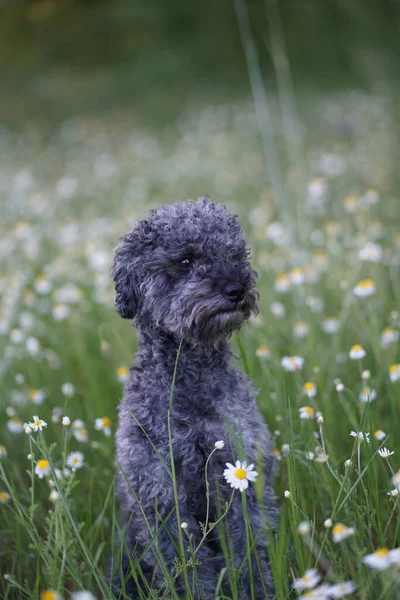 Retrato Lindo Perro Caniche Plata Gris Año Edad Con Peluche — Foto de Stock