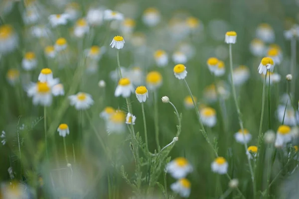 Amplo Campo Matricaria Camomilla Recutita Conhecido Como Camomila Camomila Maconha — Fotografia de Stock