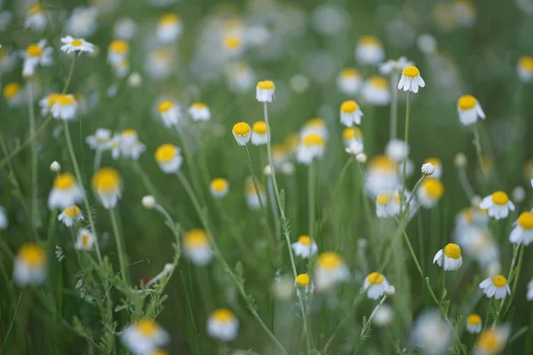 Ampio Campo Matricaria Chamomilla Recutita Noto Come Camomilla Camomilla Mayweed — Foto Stock