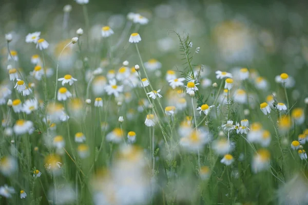 Ampio Campo Matricaria Chamomilla Recutita Noto Come Camomilla Camomilla Mayweed — Foto Stock