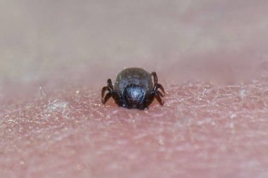 İnsan derisine Ixodes ricinus emmeye çok yakın. Yetişkinler inmeden önce koyun, sığır, köpek, geyik, insan ve at gibi büyük memelilerle 613 gün beslenirler..