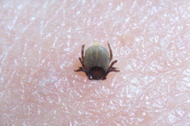 İnsan derisine Ixodes ricinus emmeye çok yakın. Yetişkinler inmeden önce koyun, sığır, köpek, geyik, insan ve at gibi büyük memelilerle 613 gün beslenirler..