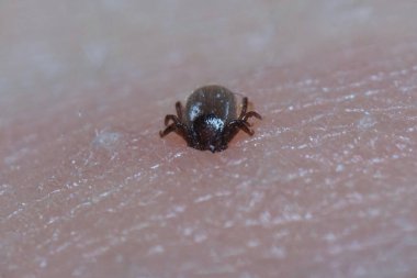 İnsan derisine Ixodes ricinus emmeye çok yakın. Yetişkinler inmeden önce koyun, sığır, köpek, geyik, insan ve at gibi büyük memelilerle 613 gün beslenirler..