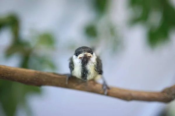 Young Baby Great Tit Grey Yellow Plumage Twig — Stock Photo, Image