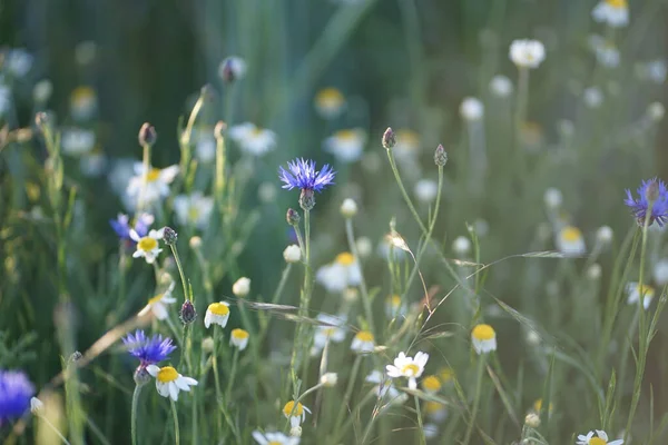 Prado Campo Selvagem Com Flores Milho Azul Roxo Camomila Branca — Fotografia de Stock