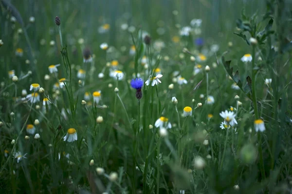 紫色の青の花と芳香のある白いカモミールと野生のフィールドの牧草地 — ストック写真