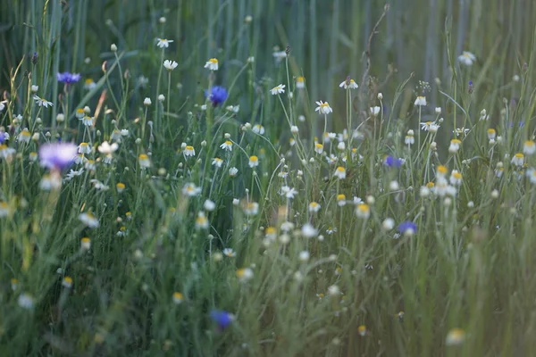 Prato Selvaggio Con Fiori Mais Blu Porpora Profumata Camomilla Bianca — Foto Stock