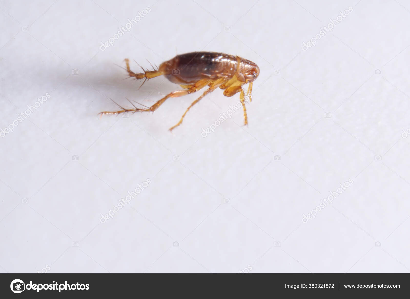 Super Macro Close Brown Amber Colored Flea Siphonaptera Survives External Stock Photo By C Germansilk100 Yahoo De